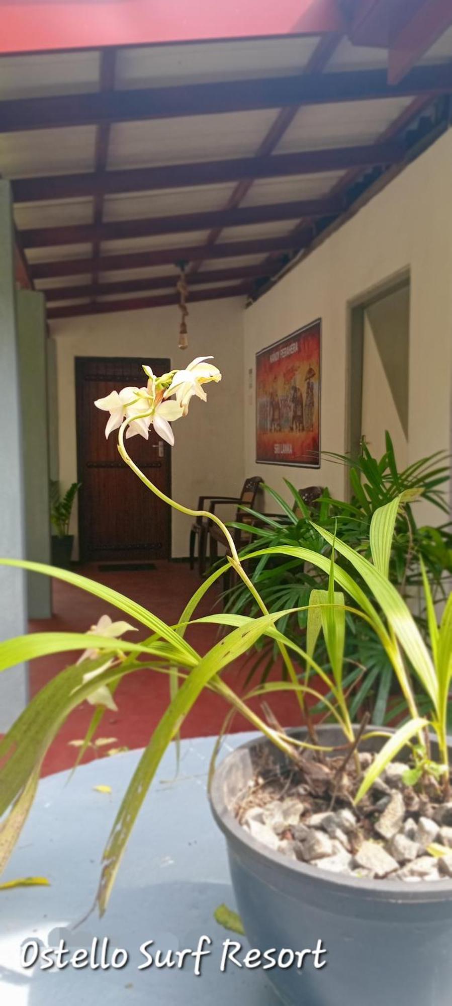 Ostello Surf Resort Ahangama Room photo
